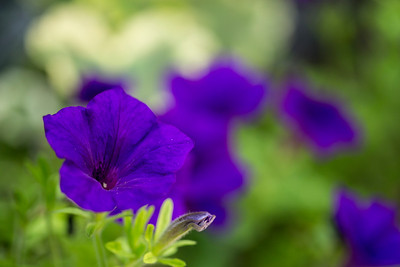 close-up of flower