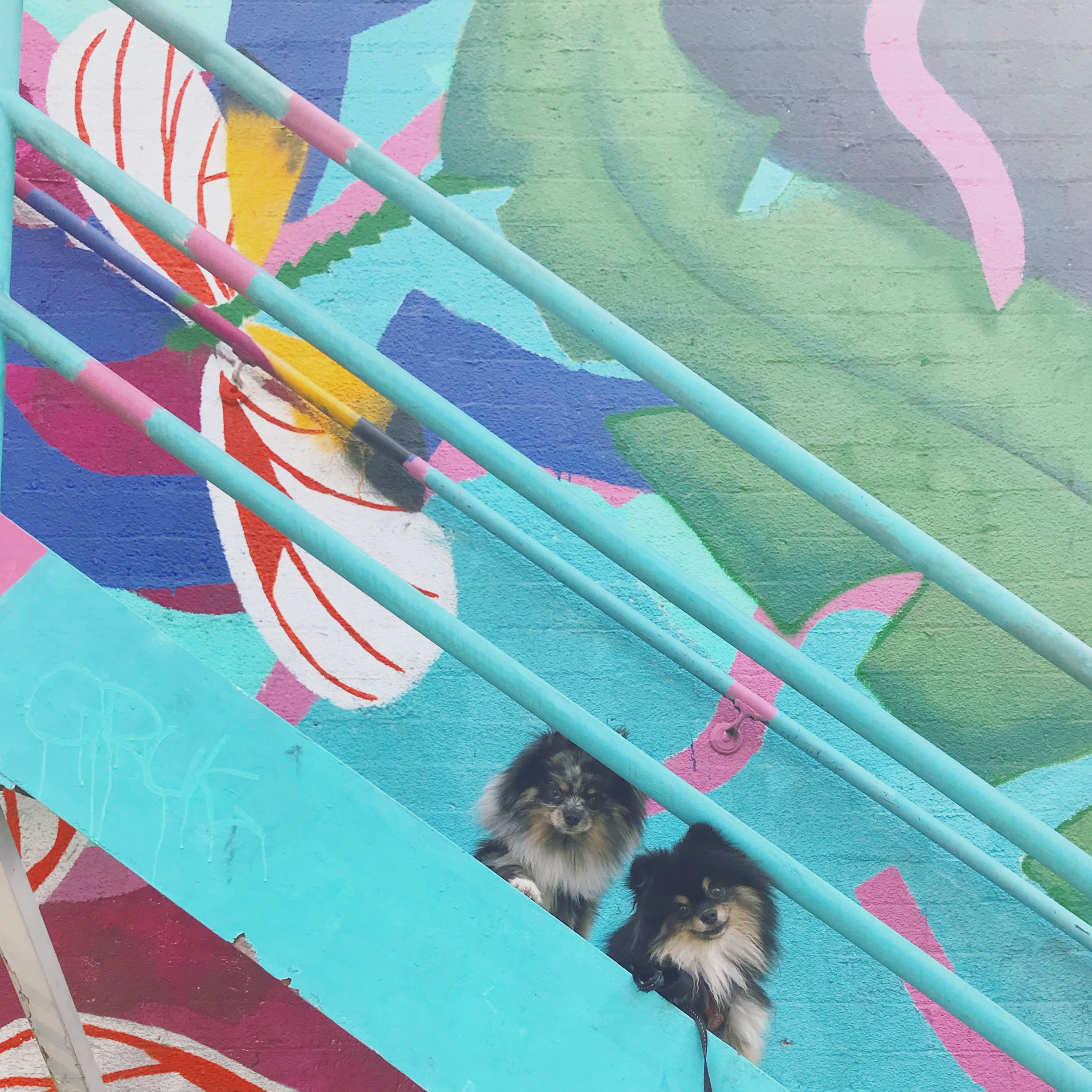 dogs in front of mural